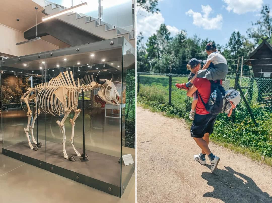 Białowieża gdzie z dzieckiem – najlepsze atrakcje i miejsca na rodzinny wypoczynek